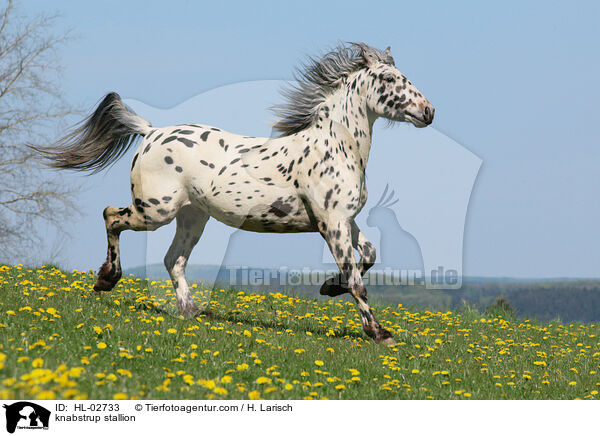 knabstrup stallion / HL-02733