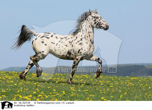 Knabstrupper Hengst / knabstrup stallion / HL-02734
