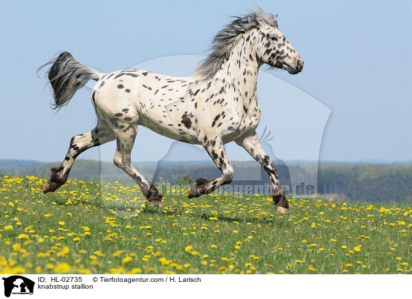 Knabstrupper Hengst / knabstrup stallion / HL-02735