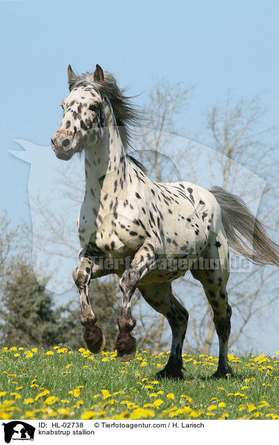 knabstrup stallion / HL-02738