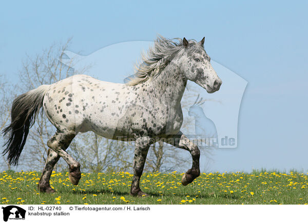 Knabstrupper Hengst / knabstrup stallion / HL-02740