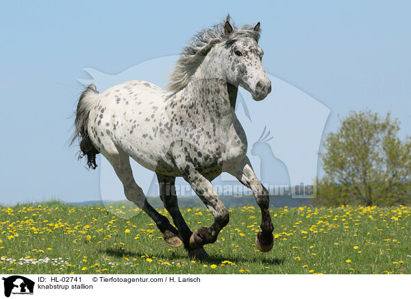 Knabstrupper Hengst / knabstrup stallion / HL-02741