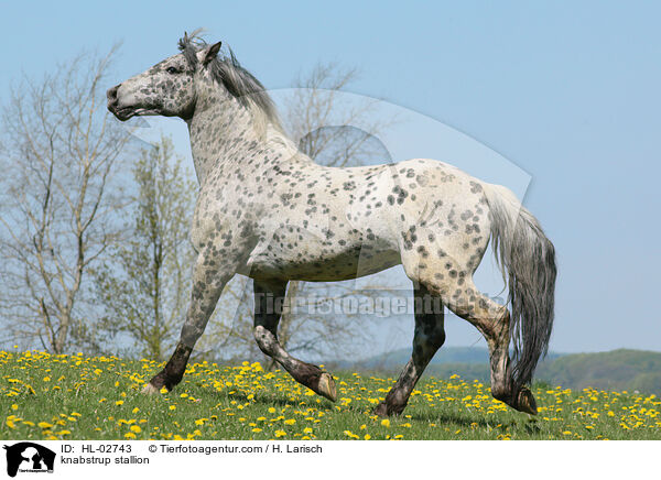 Knabstrupper Hengst / knabstrup stallion / HL-02743