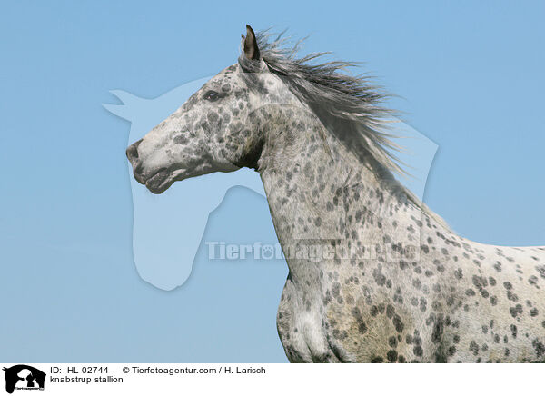 Knabstrupper Hengst / knabstrup stallion / HL-02744