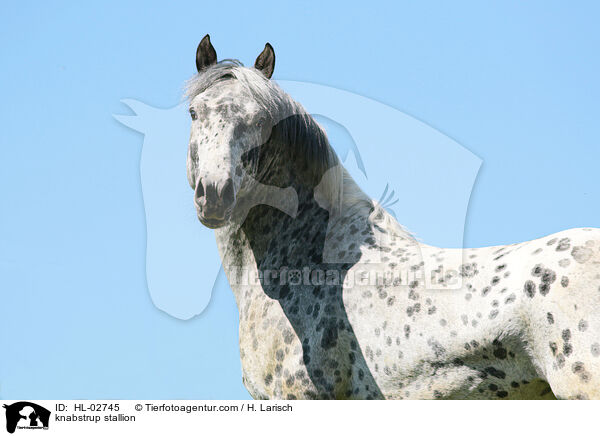 Knabstrupper Hengst / knabstrup stallion / HL-02745