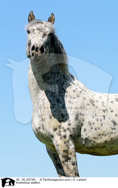 knabstrup stallion / HL-02746