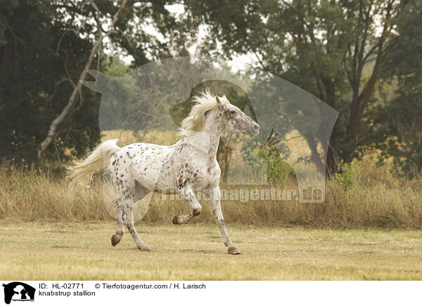 knabstrup stallion / HL-02771