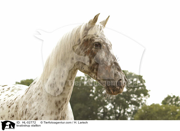 knabstrup stallion / HL-02772