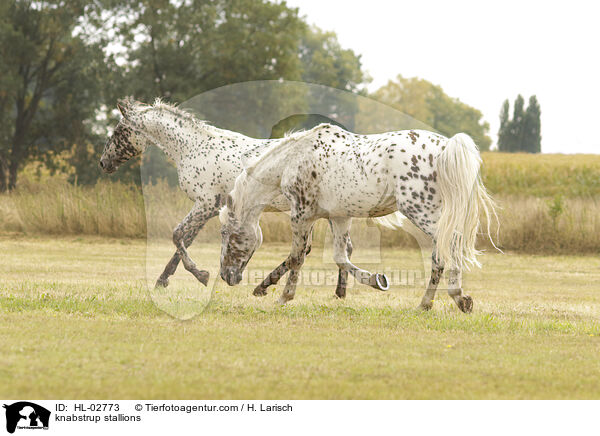 Knabstrupper Hengste / knabstrup stallions / HL-02773
