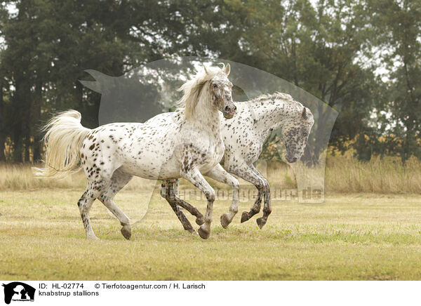 Knabstrupper Hengste / knabstrup stallions / HL-02774