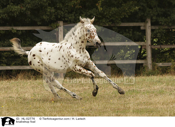 Knabstrupper Fohlen / knabstrup foal / HL-02776
