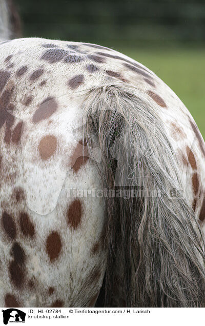 knabstrup stallion / HL-02784