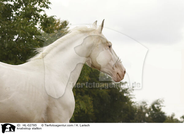 Knabstrupper Hengst / knabstrup stallion / HL-02785