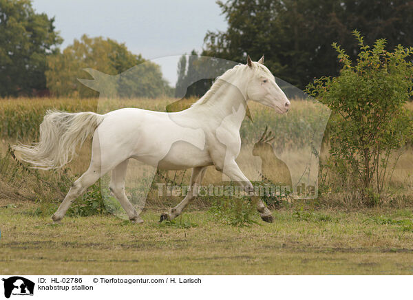 Knabstrupper Hengst / knabstrup stallion / HL-02786