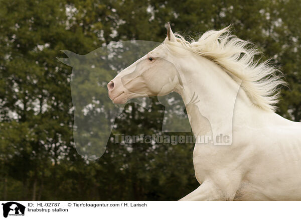 Knabstrupper Hengst / knabstrup stallion / HL-02787