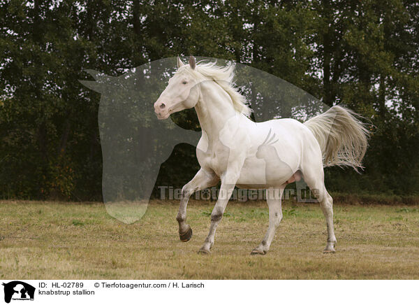 Knabstrupper Hengst / knabstrup stallion / HL-02789