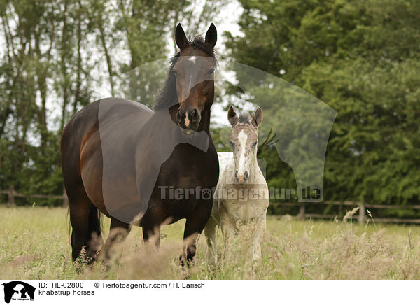 Knabstrupper / knabstrup horses / HL-02800