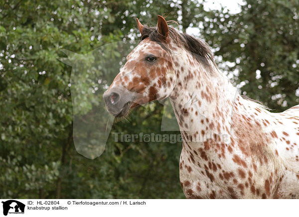 Knabstrupper Hengst / knabstrup stallion / HL-02804