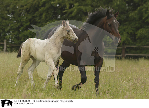Knabstrupper / knabstrup horses / HL-02809