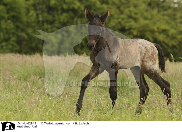 knabstrup foal / HL-02813