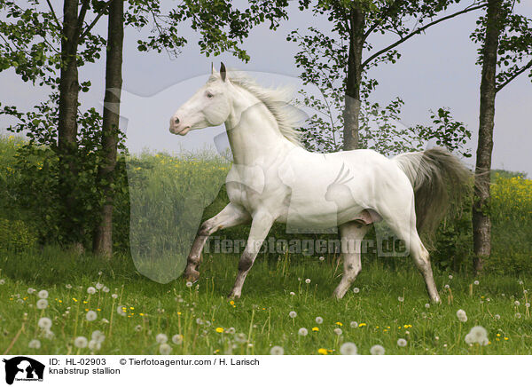 Knabstrupper Hengst / knabstrup stallion / HL-02903