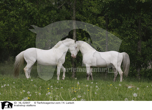 knabstrup stallions / HL-02907
