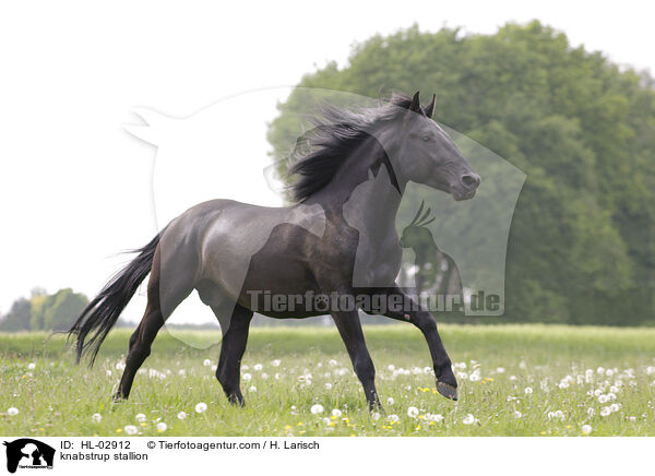 knabstrup stallion / HL-02912
