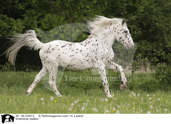knabstrup stallion / HL-02913