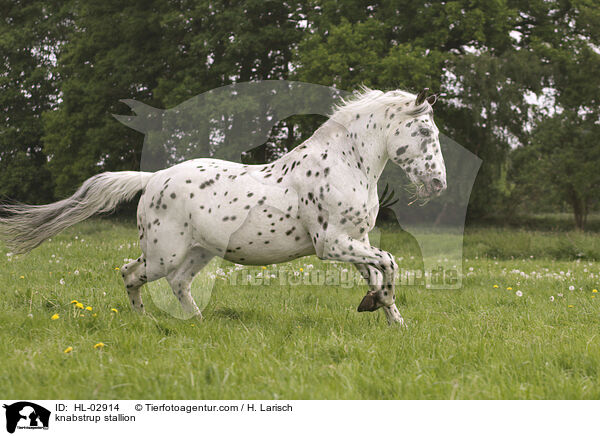 Knabstrupper Hengst / knabstrup stallion / HL-02914