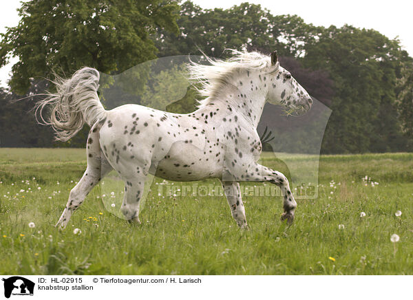 Knabstrupper Hengst / knabstrup stallion / HL-02915