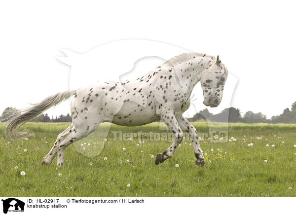 Knabstrupper Hengst / knabstrup stallion / HL-02917