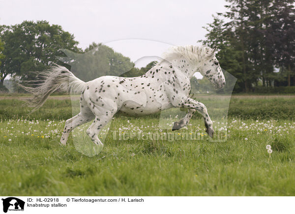 Knabstrupper Hengst / knabstrup stallion / HL-02918