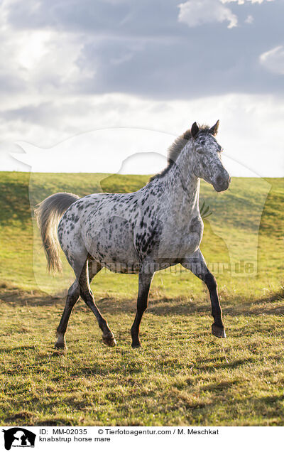 knabstrup horse mare / MM-02035