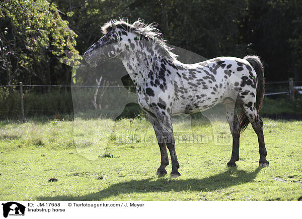 Knabstrupper / knabstrup horse / JM-17658