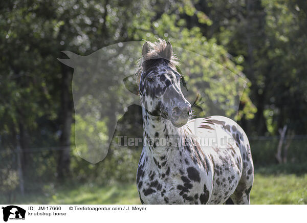 Knabstrupper / knabstrup horse / JM-17660
