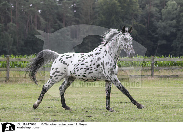 Knabstrupper / knabstrup horse / JM-17663