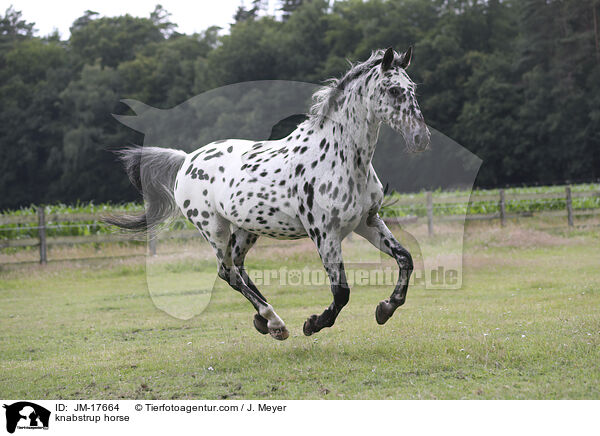 Knabstrupper / knabstrup horse / JM-17664