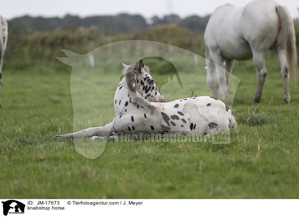 Knabstrupper / knabstrup horse / JM-17673