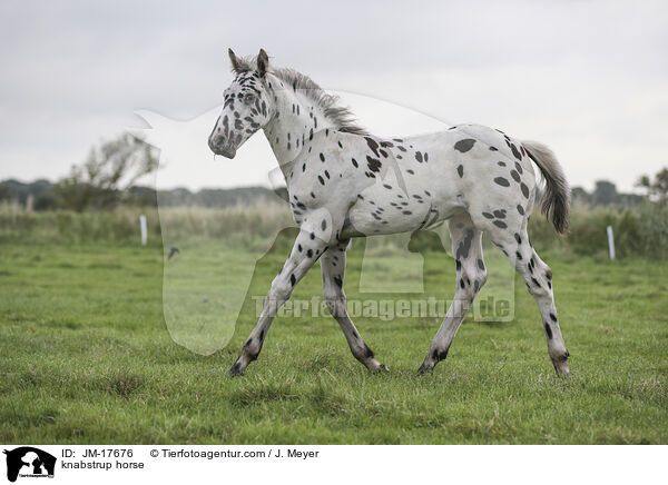 knabstrup horse / JM-17676