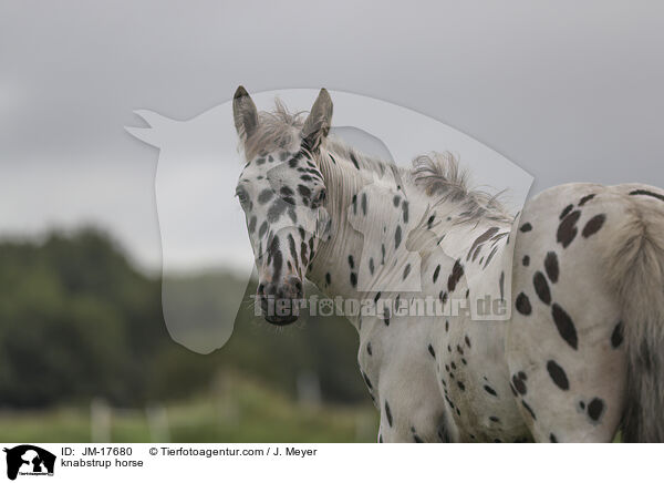 Knabstrupper / knabstrup horse / JM-17680
