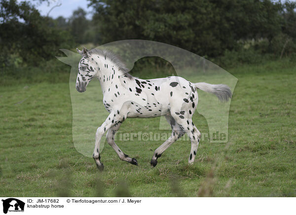 knabstrup horse / JM-17682