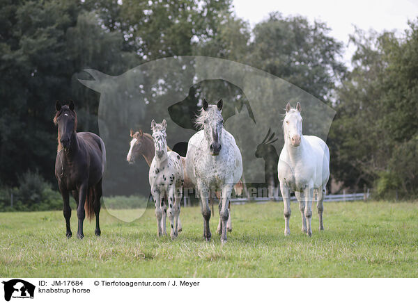 Knabstrupper / knabstrup horse / JM-17684