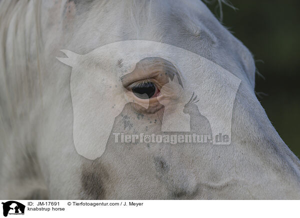 knabstrup horse / JM-17691