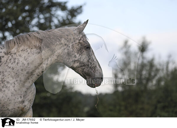 Knabstrupper / knabstrup horse / JM-17692