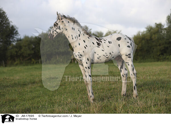 Knabstrupper / knabstrup horse / JM-17695