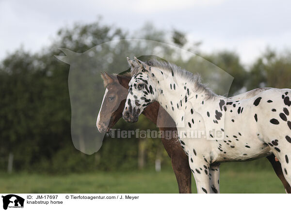 knabstrup horse / JM-17697