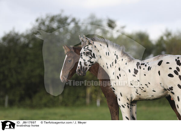 Knabstrupper / knabstrup horse / JM-17697