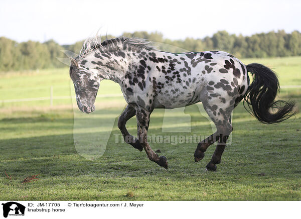 Knabstrupper / knabstrup horse / JM-17705