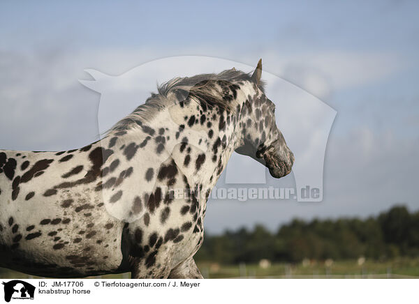 Knabstrupper / knabstrup horse / JM-17706