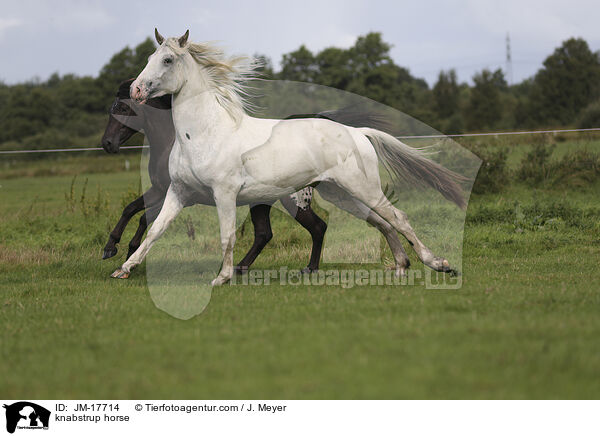 Knabstrupper / knabstrup horse / JM-17714